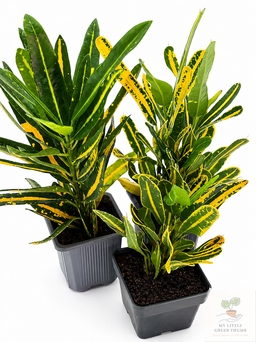 🌿 Garden Croton (Codiaeum variegatum) Vibrant Tropical Foliage Plant • A Living Burst of Colour