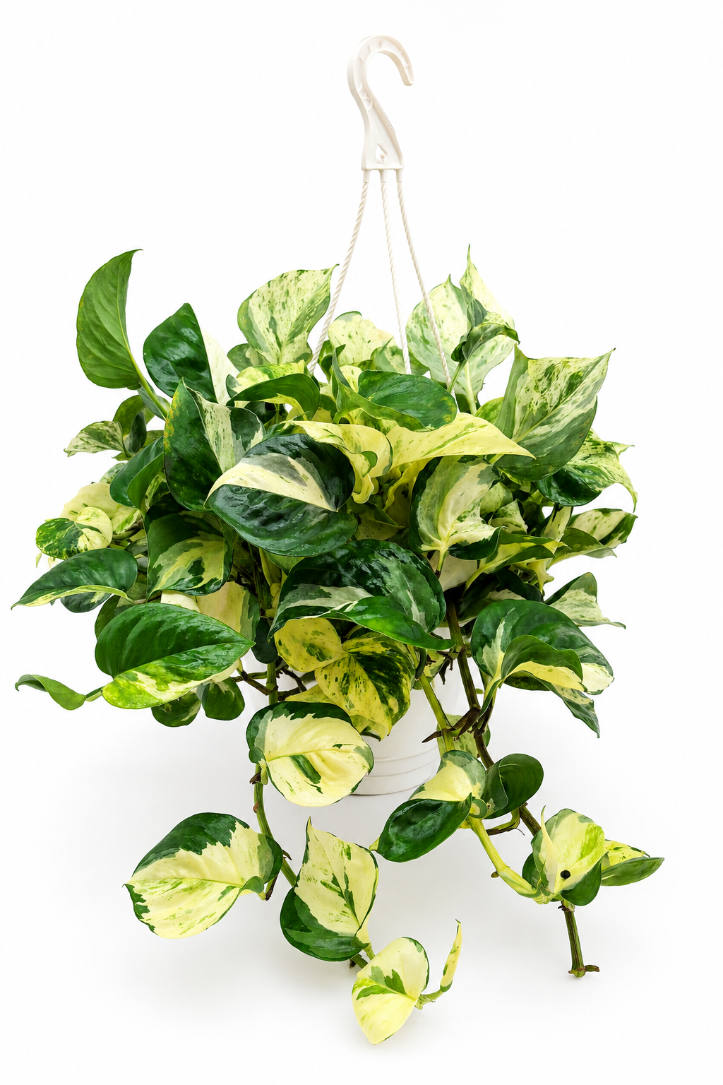 🌿 N'Joy Pothos Variegated Pothos • Compact & Easy-Care Houseplant