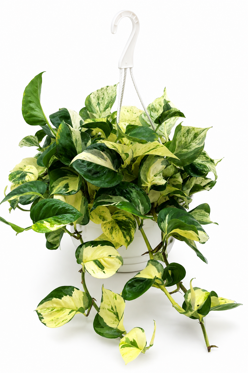🌿 N'Joy Pothos Variegated Pothos • Compact & Easy-Care Houseplant