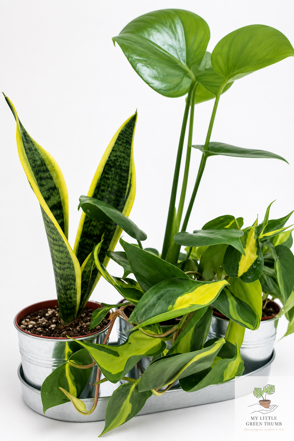 🌿 Beginner's Plant & Pot Bundle Snake Plant • Monstera Deliciosa • Pothos • Decorative Pot Set