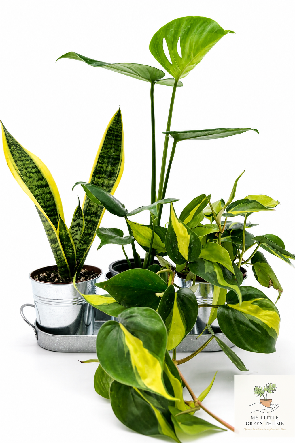 🌿 Beginner's Plant & Pot Bundle Snake Plant • Monstera Deliciosa • Pothos • Decorative Pot Set