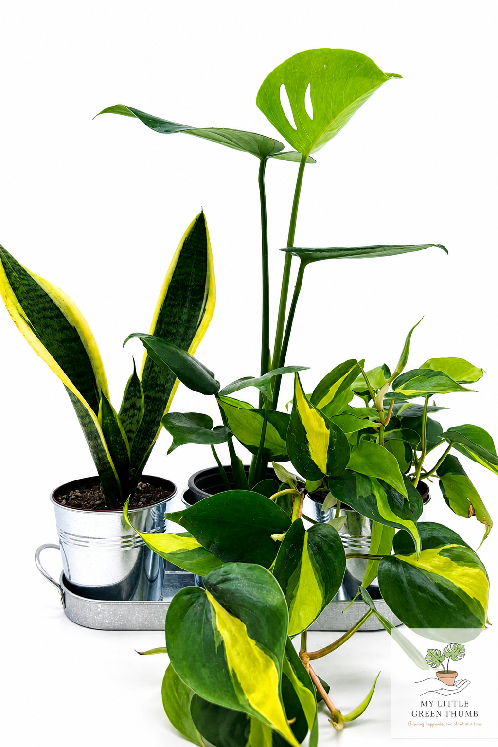 🌿 Beginner's Plant & Pot Bundle Snake Plant • Monstera Deliciosa • Pothos • Decorative Pot Set
