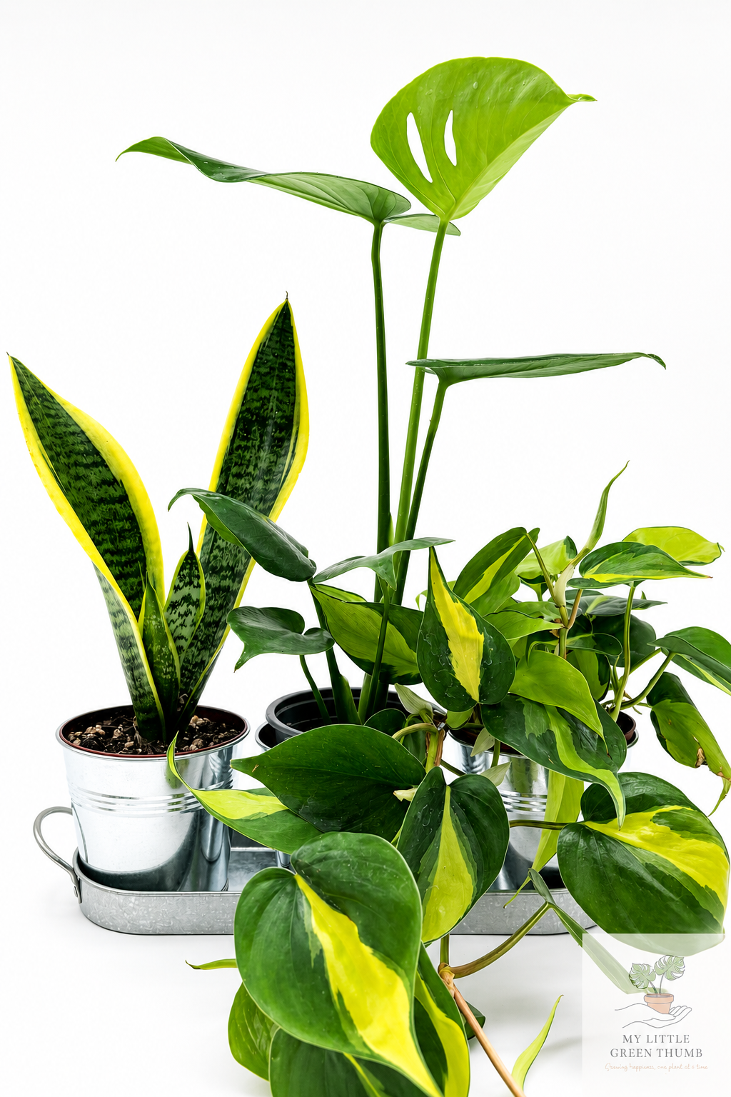 🌿 Beginner's Plant & Pot Bundle Snake Plant • Monstera Deliciosa • Pothos • Decorative Pot Set