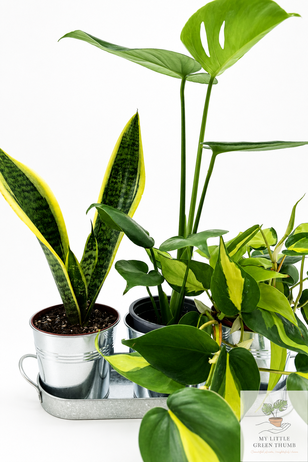 🌿 Beginner's Plant & Pot Bundle Snake Plant • Monstera Deliciosa • Pothos • Decorative Pot Set