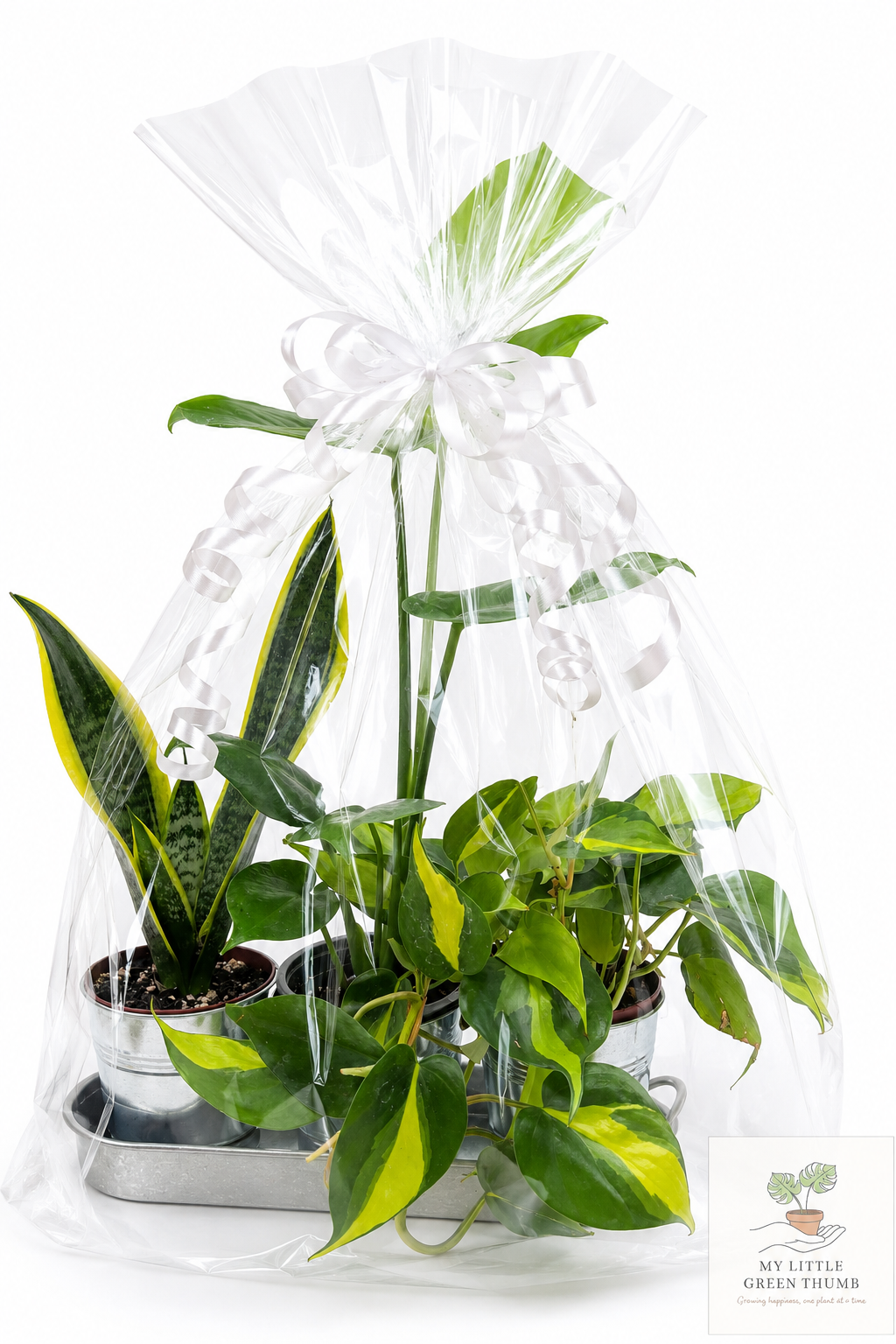 🌿 Beginner's Plant & Pot Bundle Snake Plant • Monstera Deliciosa • Pothos • Decorative Pot Set