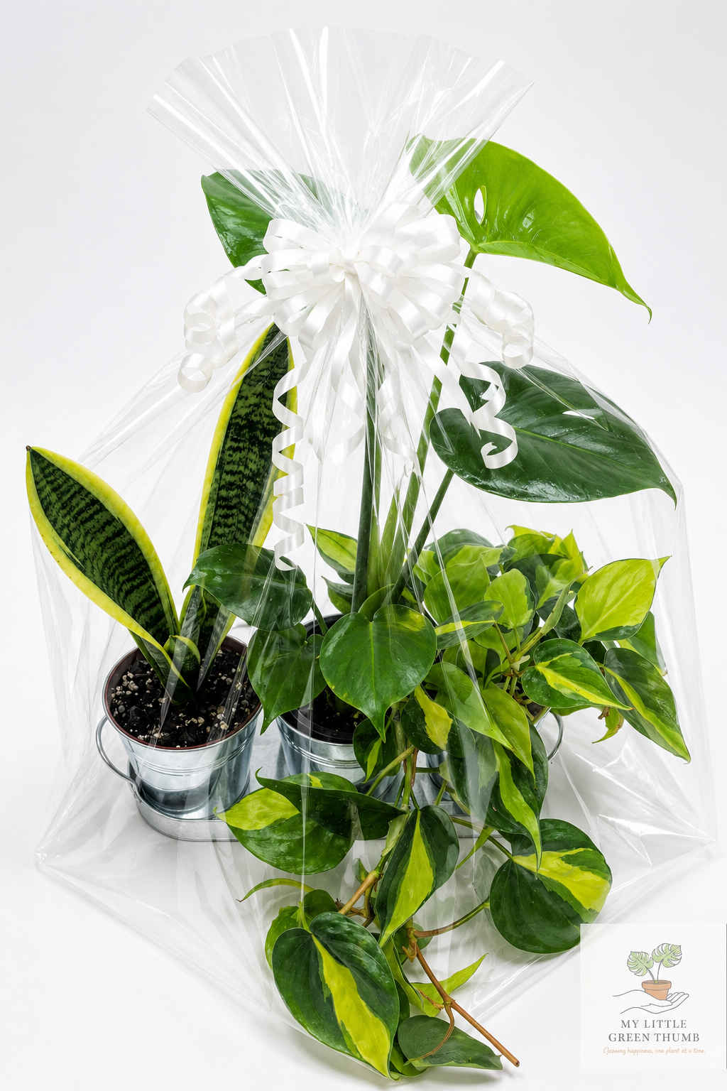🌿 Beginner's Plant & Pot Bundle Snake Plant • Monstera Deliciosa • Pothos • Decorative Pot Set