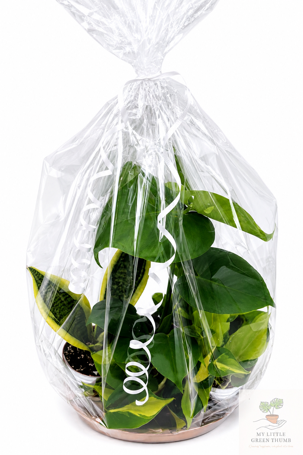 🌿 Beginner's Plant & Pot Bundle Snake Plant • Monstera Deliciosa • Pothos • Decorative Pot Set