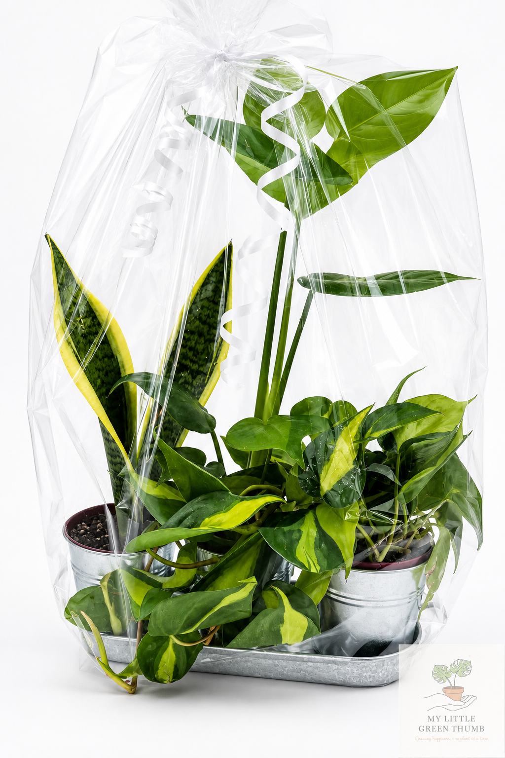 🌿 Beginner's Plant & Pot Bundle Snake Plant • Monstera Deliciosa • Pothos • Decorative Pot Set
