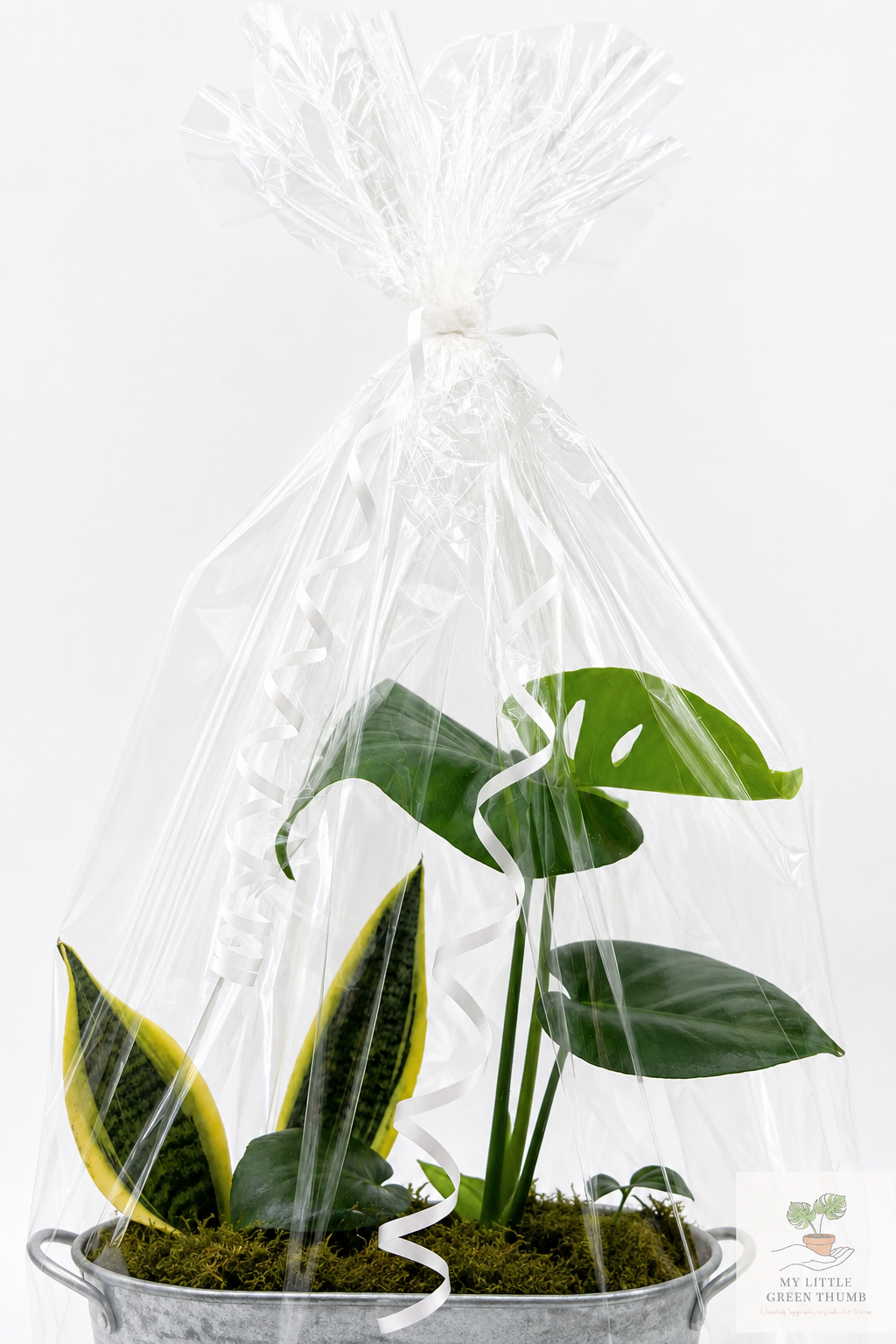 🌿 Beginner's Plant & Pot Bundle Snake Plant • Monstera Deliciosa • Pothos • Decorative Pot Set
