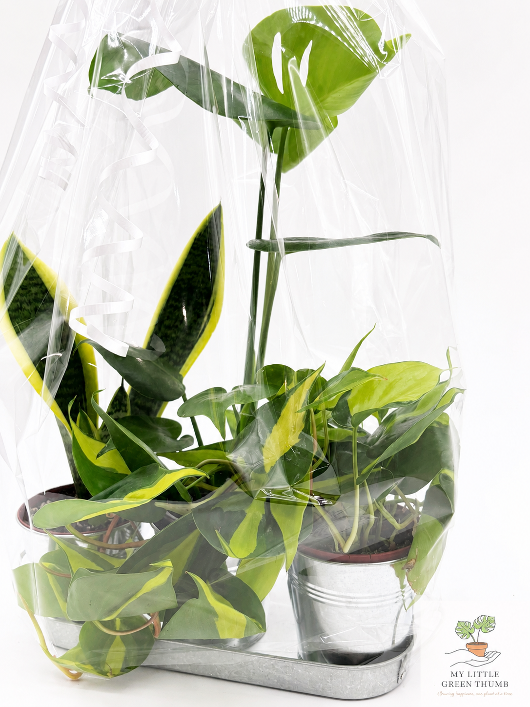 🌿 Beginner's Plant & Pot Bundle Snake Plant • Monstera Deliciosa • Pothos • Decorative Pot Set