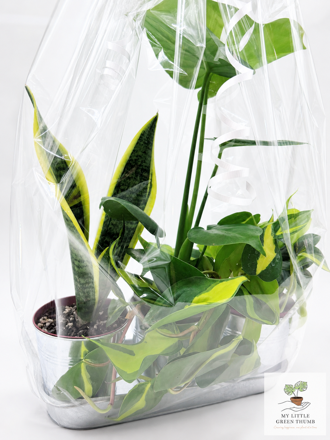 🌿 Beginner's Plant & Pot Bundle Snake Plant • Monstera Deliciosa • Pothos • Decorative Pot Set