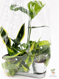 🌿 Beginner's Plant & Pot Bundle Snake Plant • Monstera Deliciosa • Pothos • Decorative Pot Set