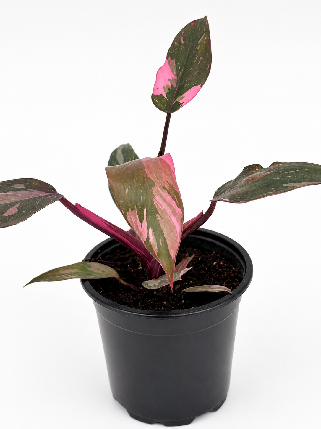 🌿 Philodendron Pink Princess Rare Pink Variegated Philodendron • Premium Collector Houseplant