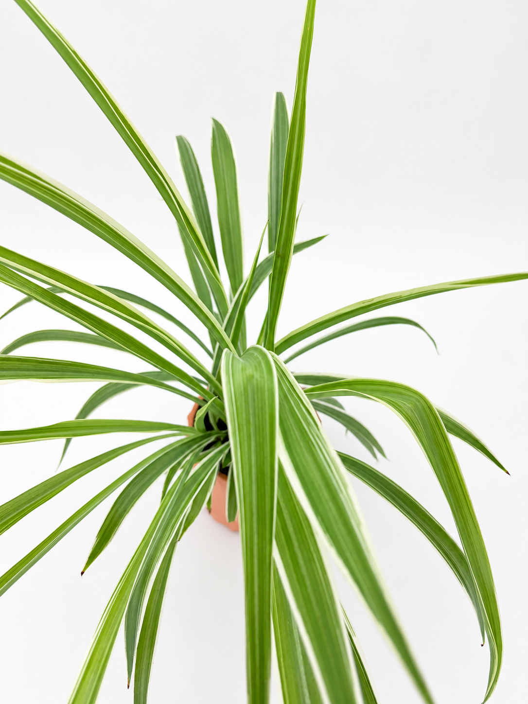 🌿 Spider Plant (Chlorophytum comosum) Pet-Friendly Hanging Houseplant • Easy-Care Beginner Favorite