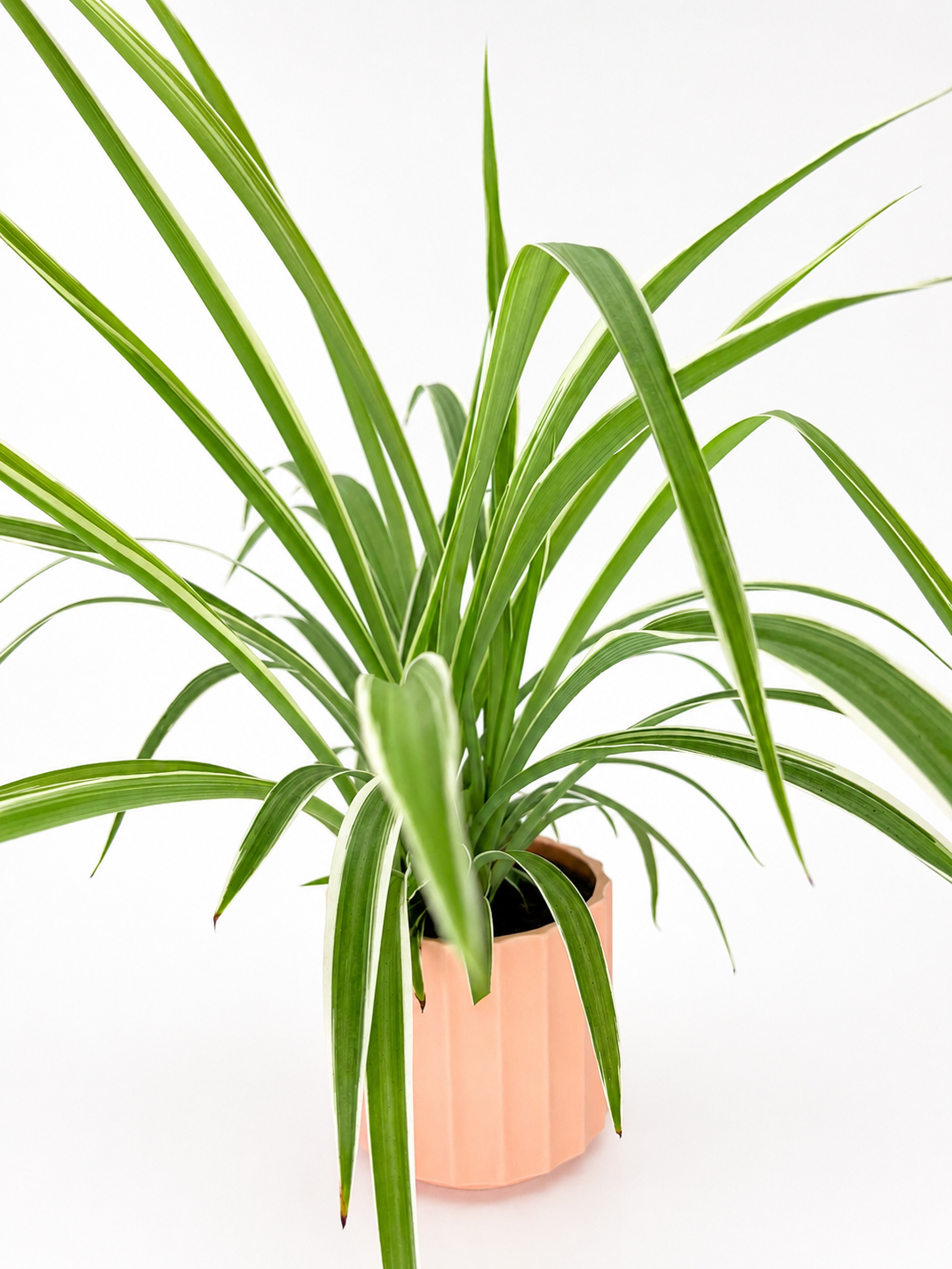🌿 Spider Plant (Chlorophytum comosum) Pet-Friendly Hanging Houseplant • Easy-Care Beginner Favorite