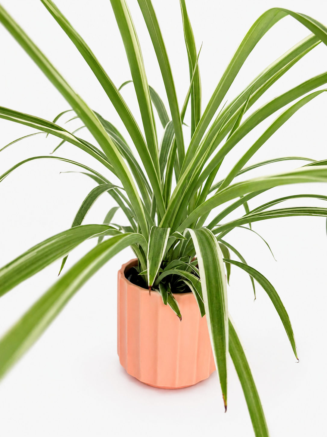 🌿 Spider Plant (Chlorophytum comosum) Pet-Friendly Hanging Houseplant • Easy-Care Beginner Favorite