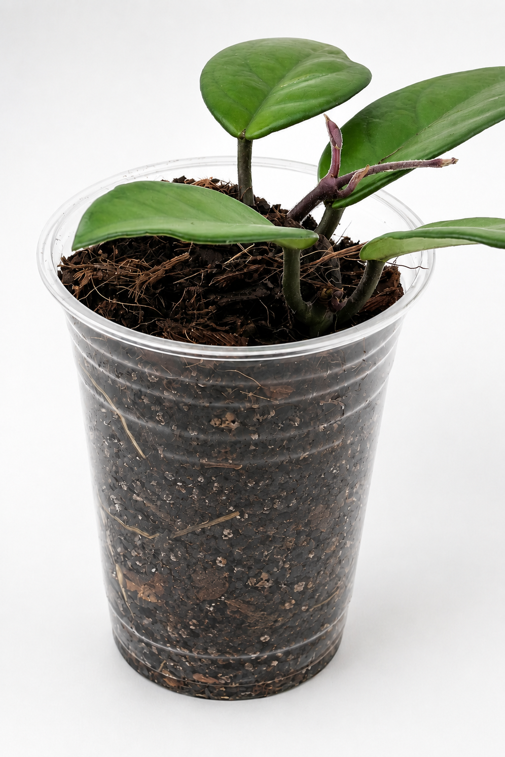 🌿 Hoya carnosa Wax Plant • Easy-Care Blooming Houseplant