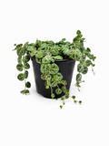 🌿 String of Turtles Peperomia Prostrata • Rare Trailing Houseplant