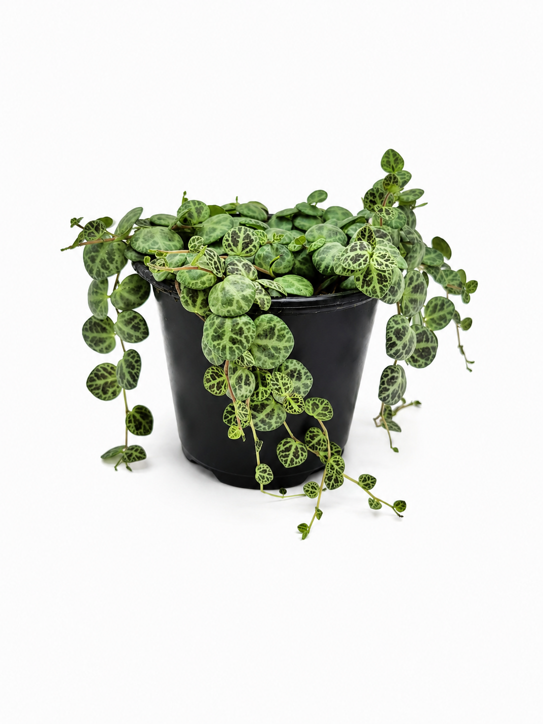 🌿 String of Turtles Peperomia Prostrata • Rare Trailing Houseplant