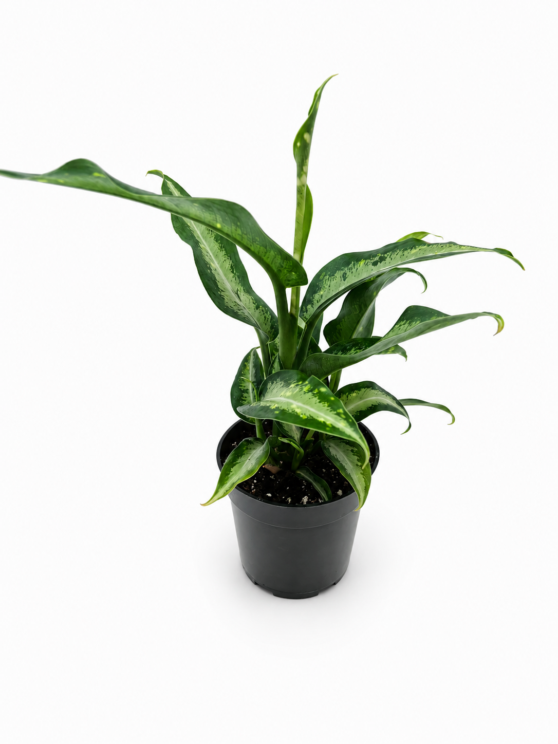 🌿 Dieffenbachia 'Panther' Bold Tropical Foliage Plant • Easy-Care Statement Houseplant