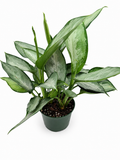 🌿 Aglaonema 'Maria' (Emerald Beauty) Chinese Evergreen • Easy-Care Low Light Houseplant