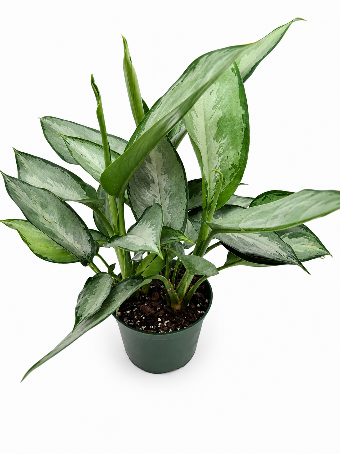 🌿 Aglaonema 'Maria' (Emerald Beauty) Chinese Evergreen • Easy-Care Low Light Houseplant