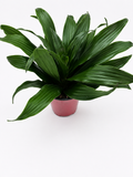 🌿 Dracaena Janet Craig Compacta  Compact Low-Light Houseplant • Easy-Care Tropical Foliage Plant