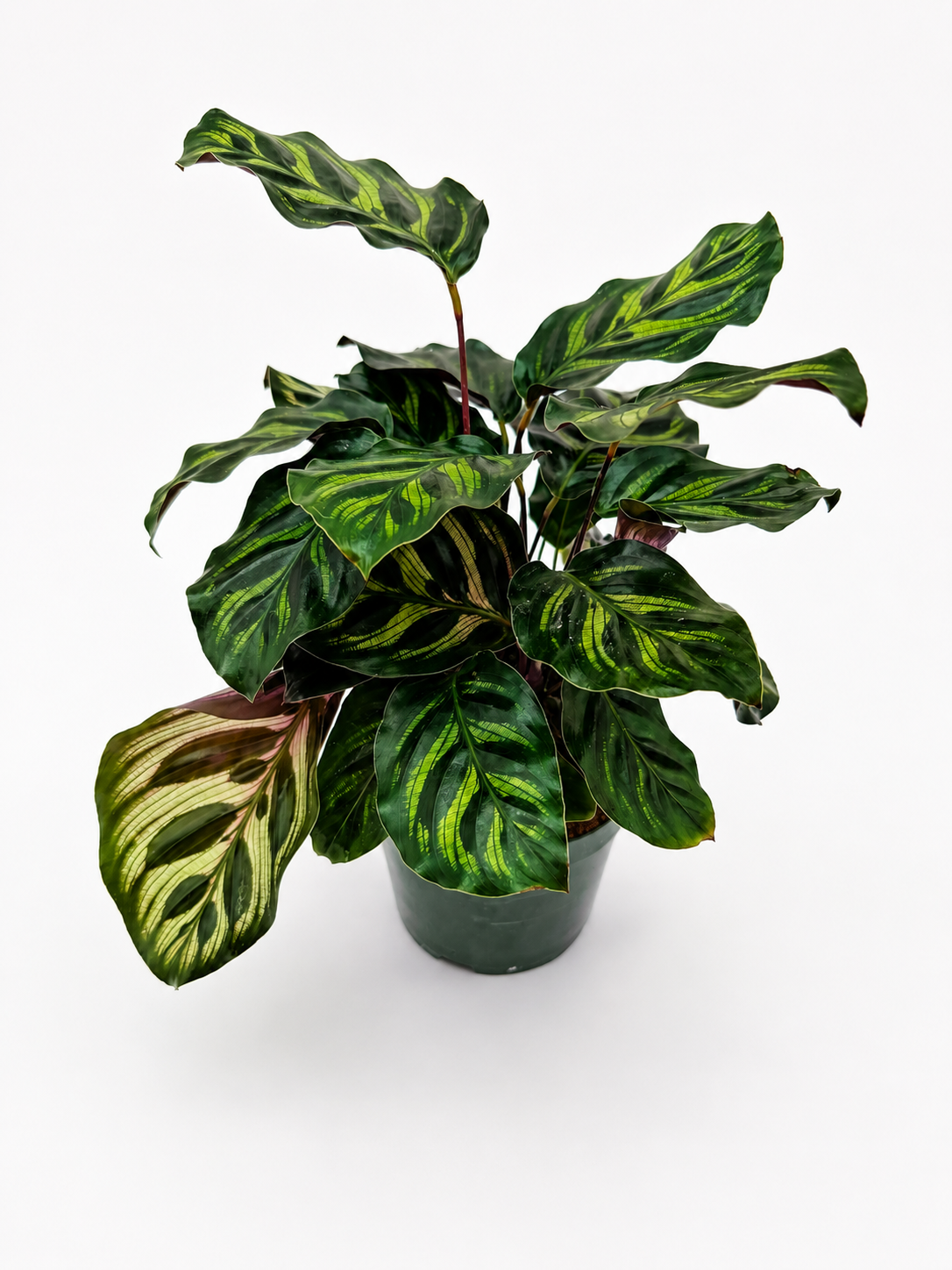 🌿 Calathea Prayer Plant Family • Pet-Friendly Tropical Houseplant
