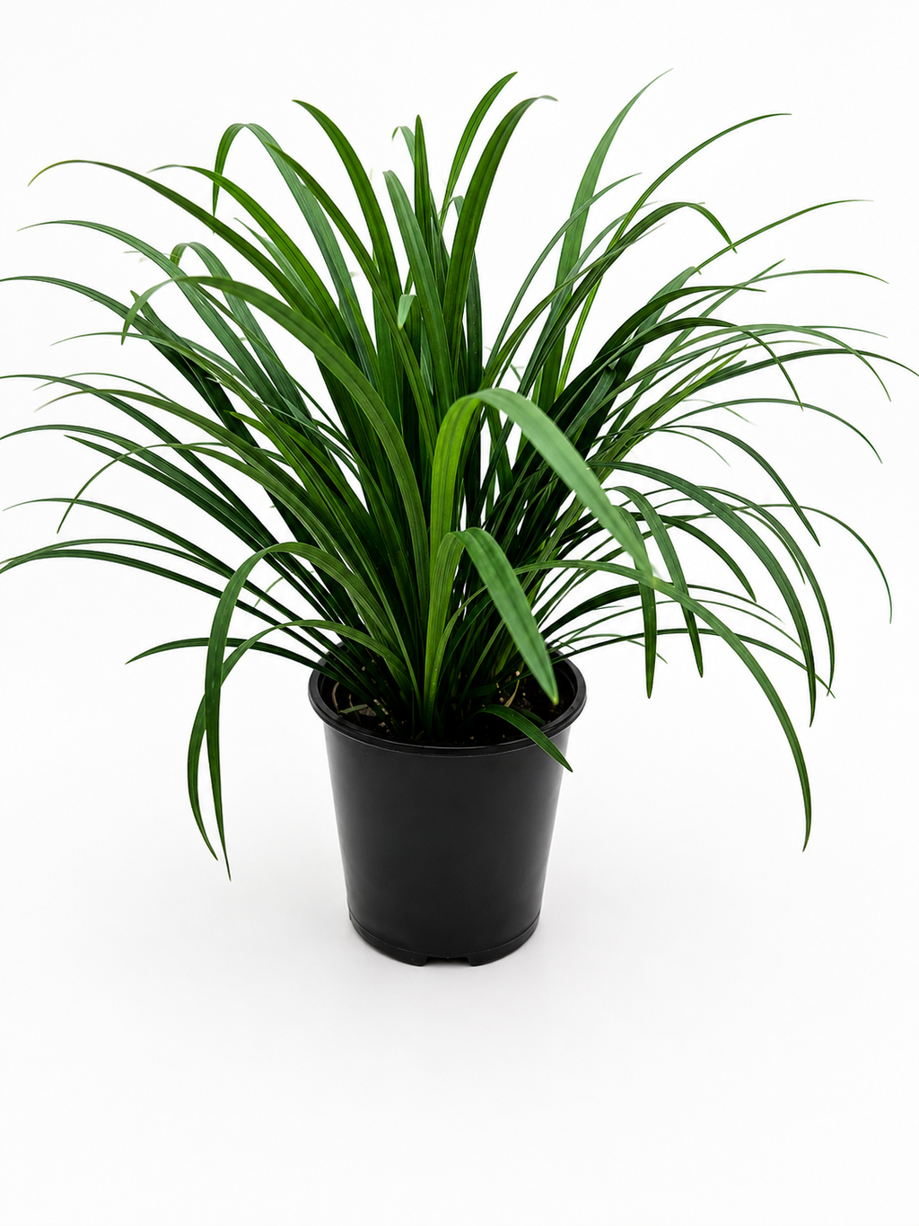 🌿 Liriope Evergreen Evergreen Border Plant • Low-Maintenance