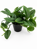 🌿 Scindapsus Treubii 'Moonlight' Rare Silver Foliage Houseplant • Collector Climbing Plant