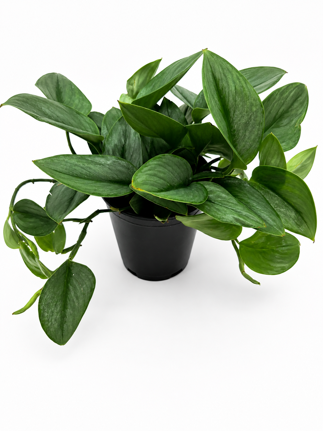 🌿 Scindapsus Treubii 'Moonlight' Rare Silver Foliage Houseplant • Collector Climbing Plant