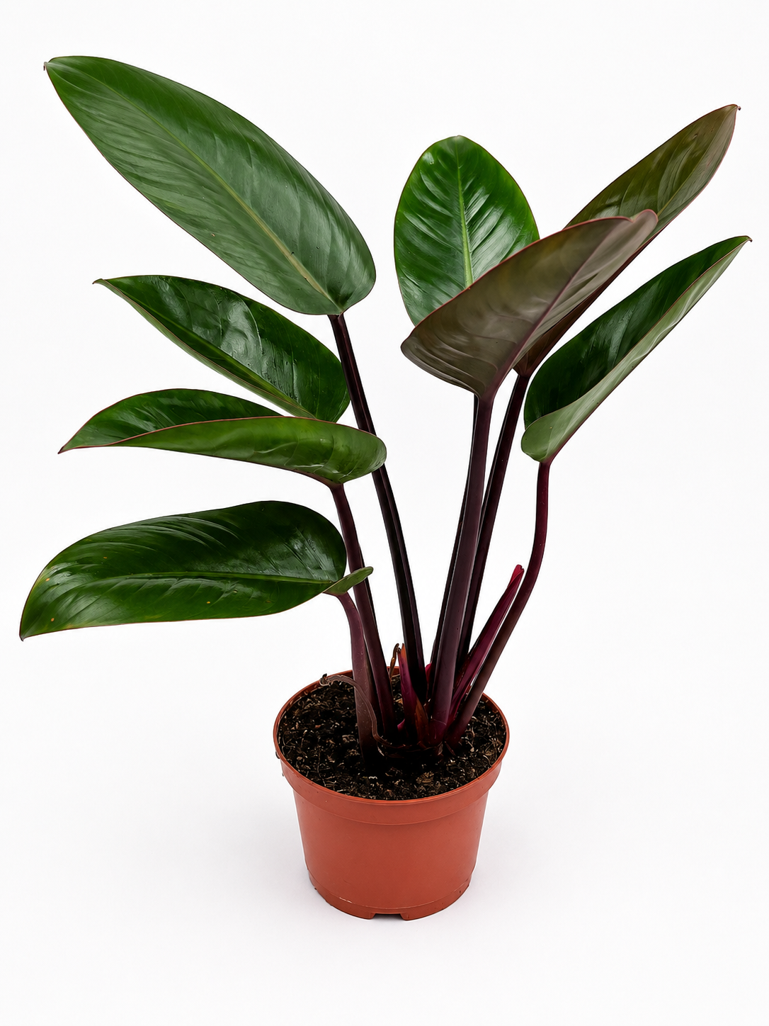 🌿 Philodendron McColley's Finale -Color-Changing Tropical Houseplant • Vibrant Self-Heading Philodendron