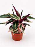 🌿 Stromanthe Triostar - Tri-Colour Prayer Plant • Vibrant Tropical Houseplant
