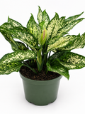 🌿 Dieffenbachia 'White Etna' Bold Variegated Tropical Houseplant • Easy-Care Statement Plant