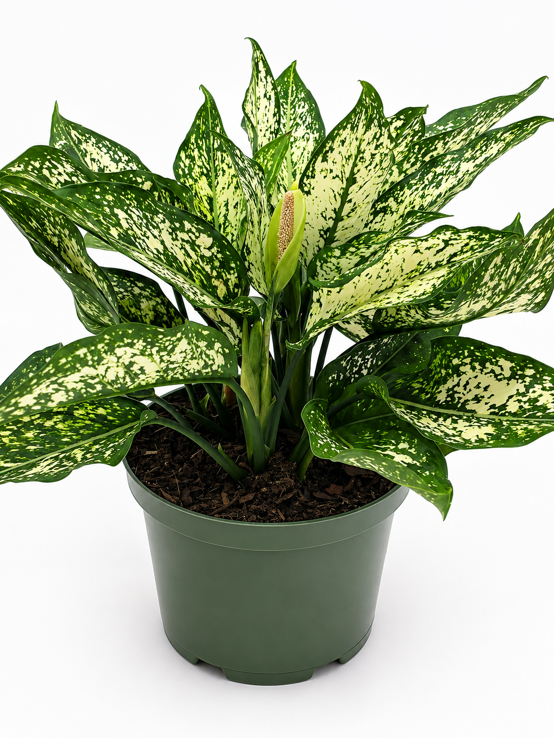 🌿 Dieffenbachia 'White Etna' Bold Variegated Tropical Houseplant • Easy-Care Statement Plant