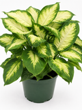 🌿 Dieffenbachia Compacta Compact Tropical Houseplant • Lush Variegated Foliage