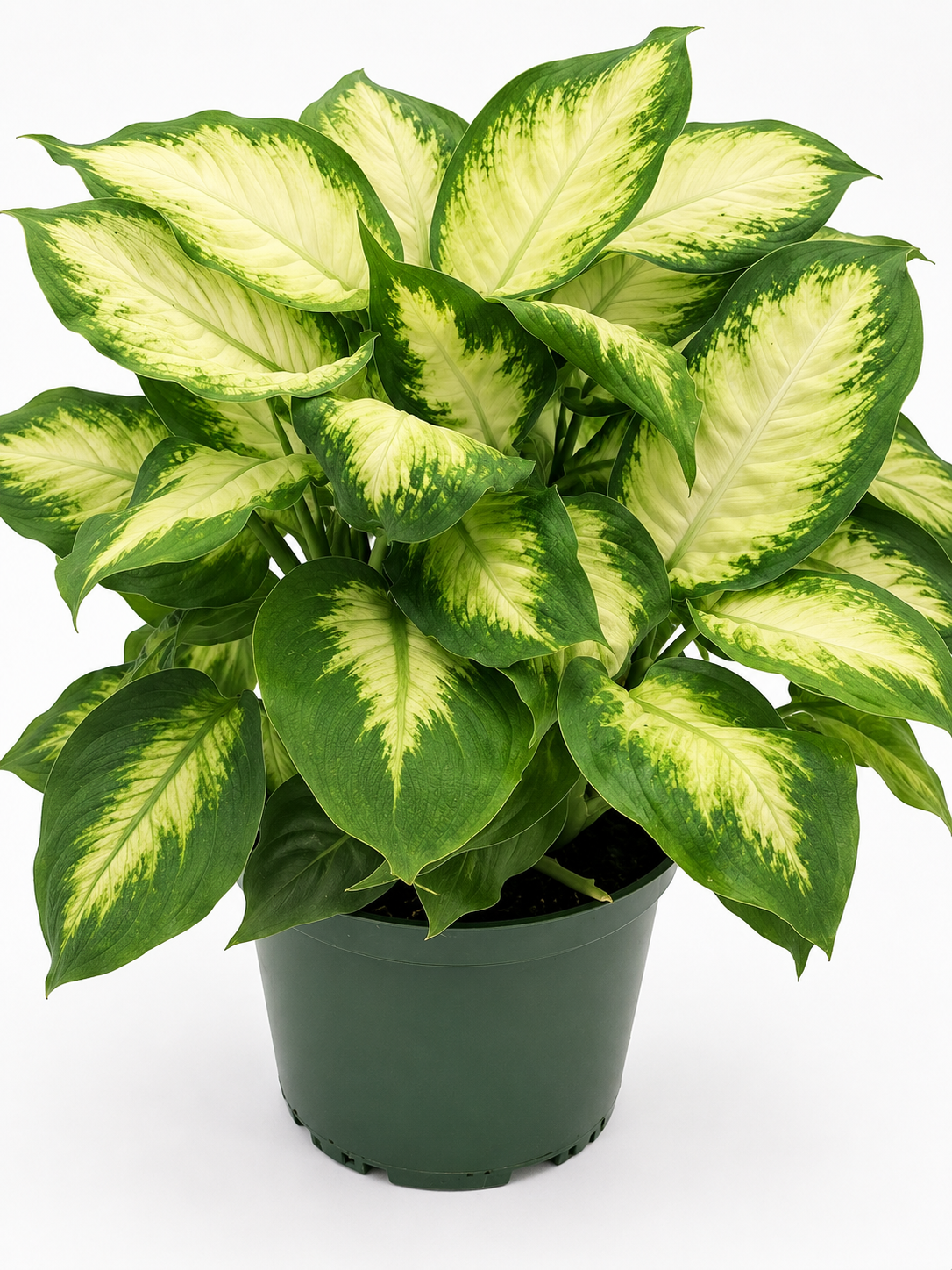 🌿 Dieffenbachia Compacta Compact Tropical Houseplant • Lush Variegated Foliage