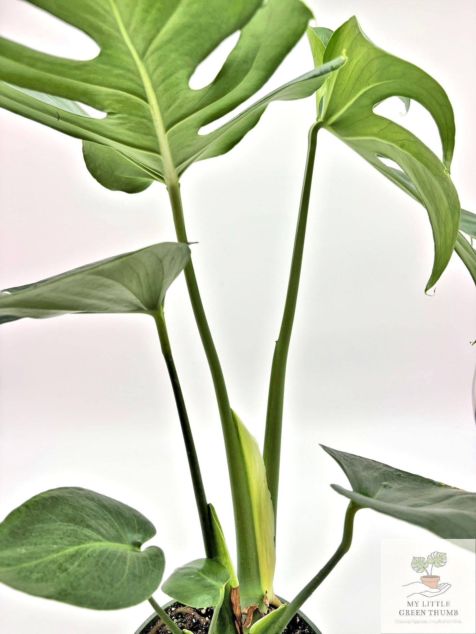 🌿 Monstera Deliciosa Classic Split-Leaf Monstera • Tropical Statement Houseplant