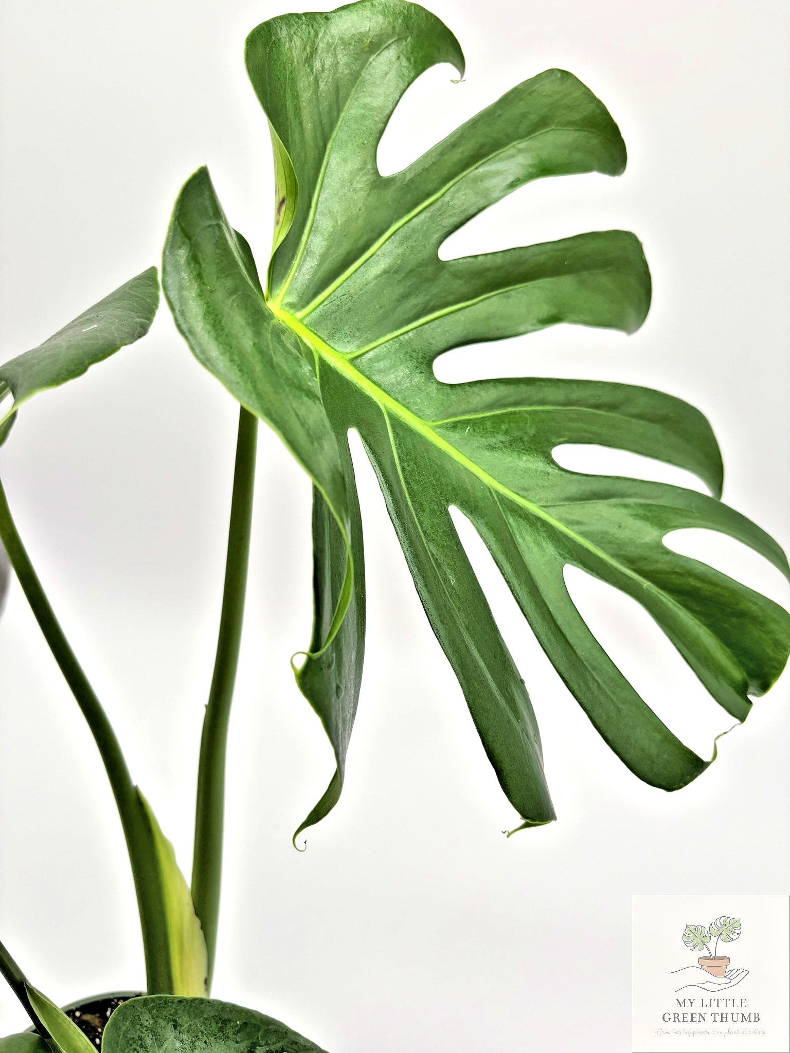 🌿 Monstera Deliciosa Classic Split-Leaf Monstera • Tropical Statement Houseplant
