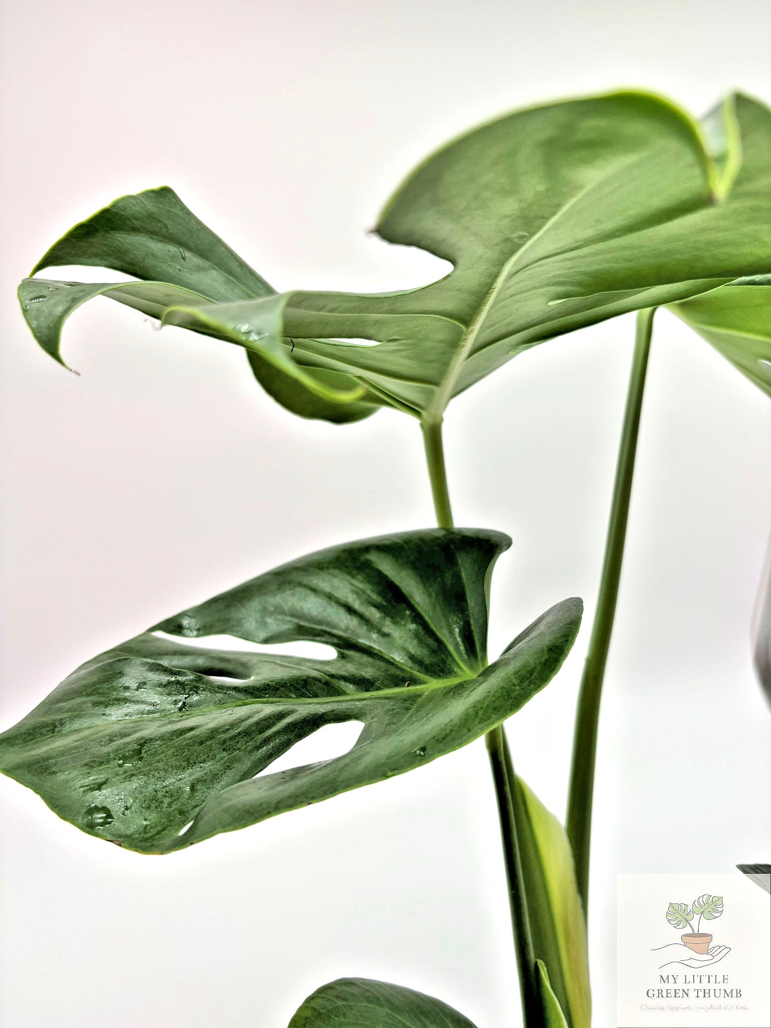🌿 Monstera Deliciosa Classic Split-Leaf Monstera • Tropical Statement Houseplant