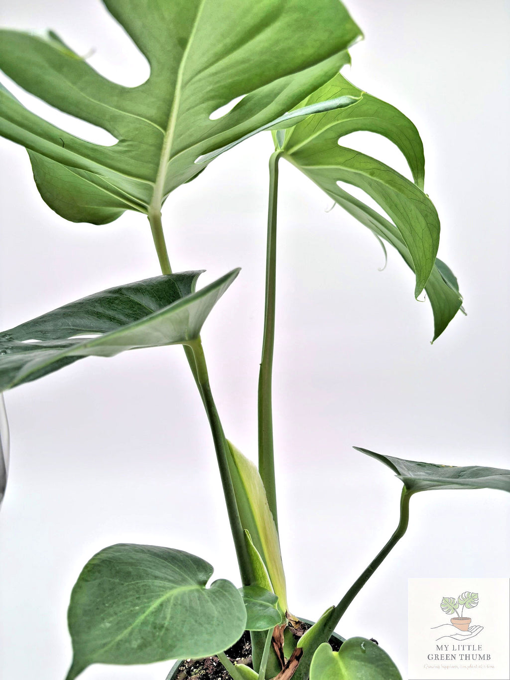 🌿 Monstera Deliciosa Classic Split-Leaf Monstera • Tropical Statement Houseplant