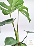 🌿 Monstera Deliciosa Classic Split-Leaf Monstera • Tropical Statement Houseplant