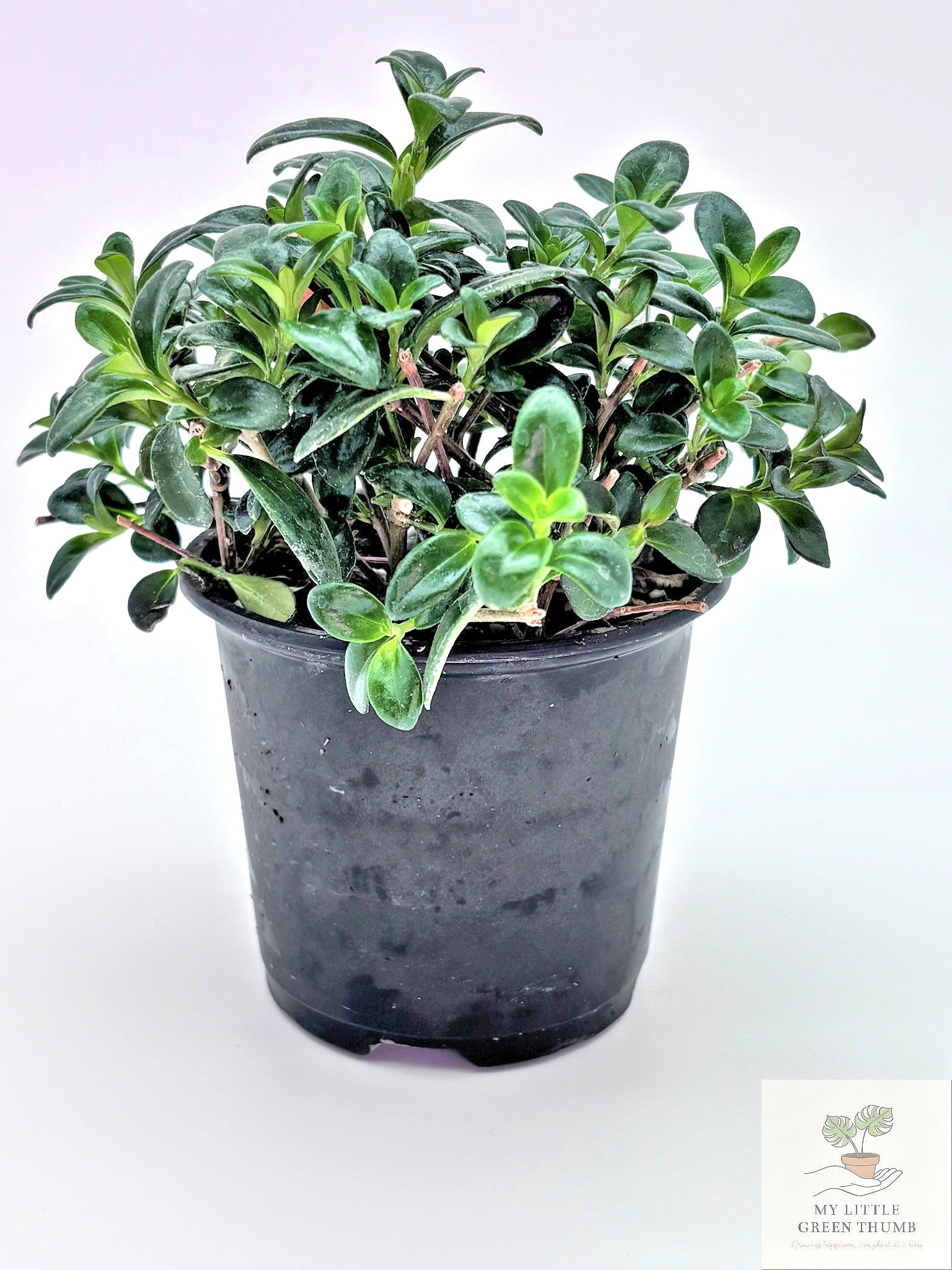 🌿 Goldfish Plant Collection  - Trailing Flowering Houseplant • Tropical Nematanthus