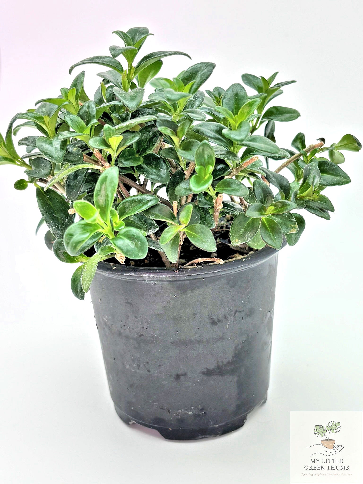 🌿 Goldfish Plant Collection  - Trailing Flowering Houseplant • Tropical Nematanthus
