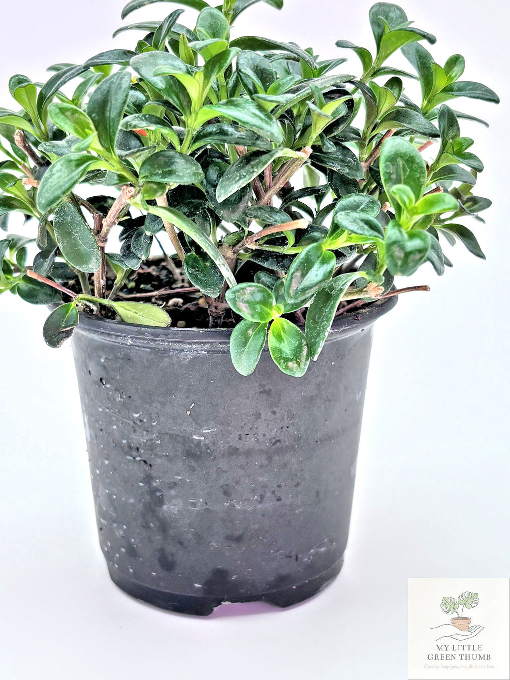 🌿 Goldfish Plant Collection  - Trailing Flowering Houseplant • Tropical Nematanthus