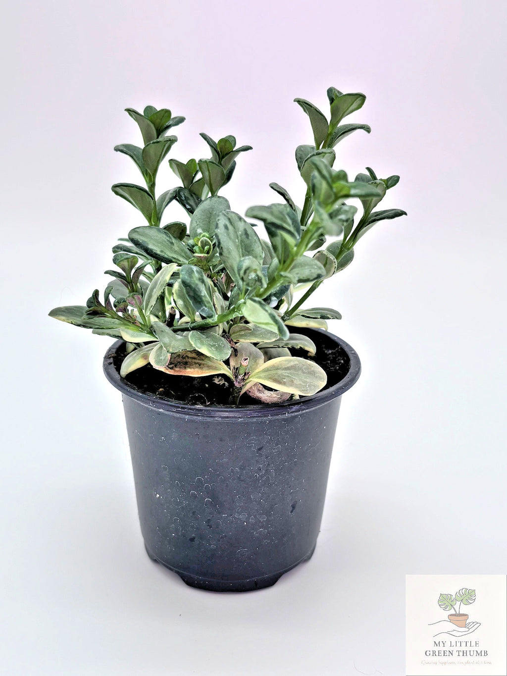 🌿 Goldfish Plant Collection  - Trailing Flowering Houseplant • Tropical Nematanthus