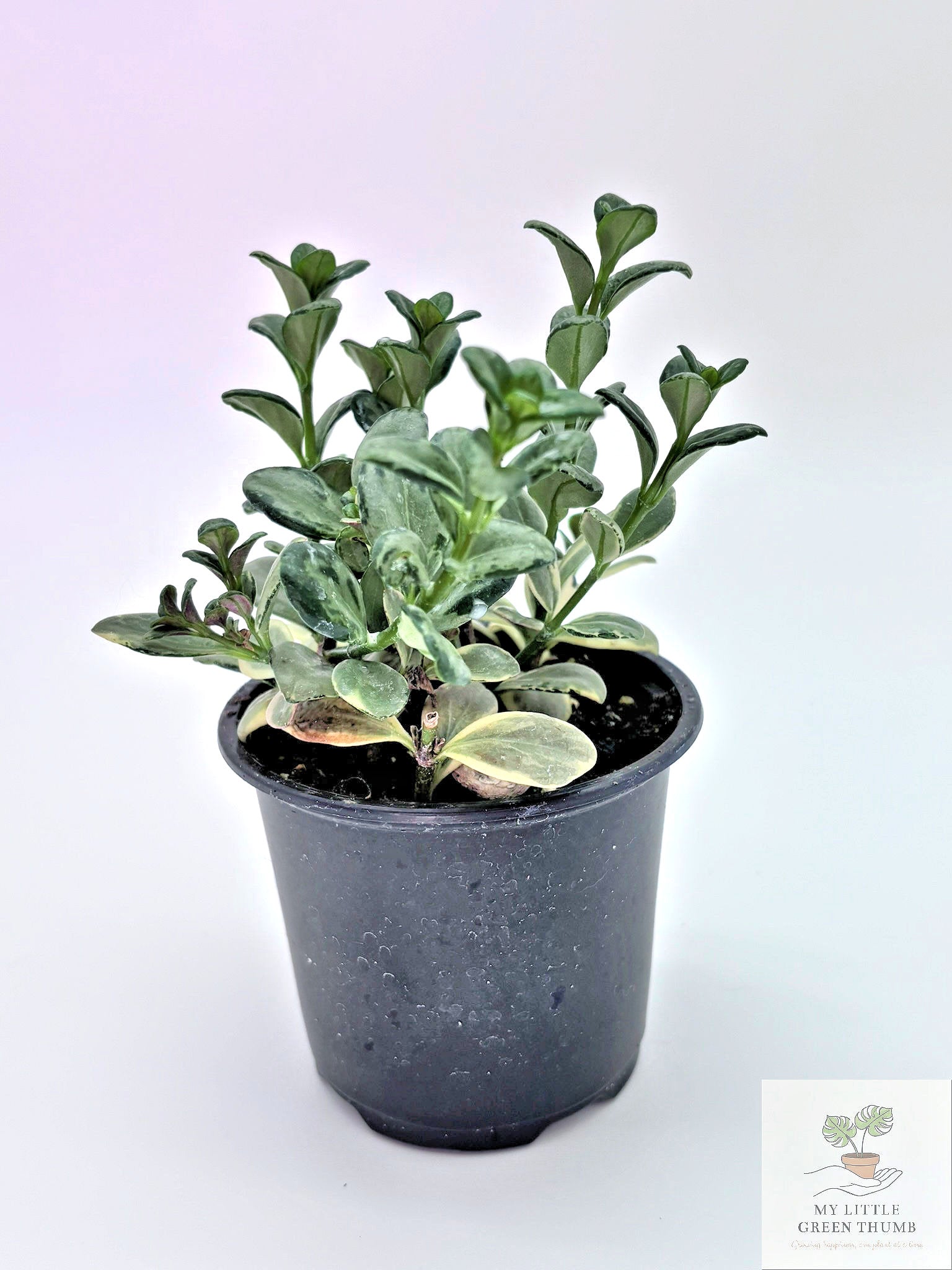 🌿 Goldfish Plant Collection  - Trailing Flowering Houseplant • Tropical Nematanthus