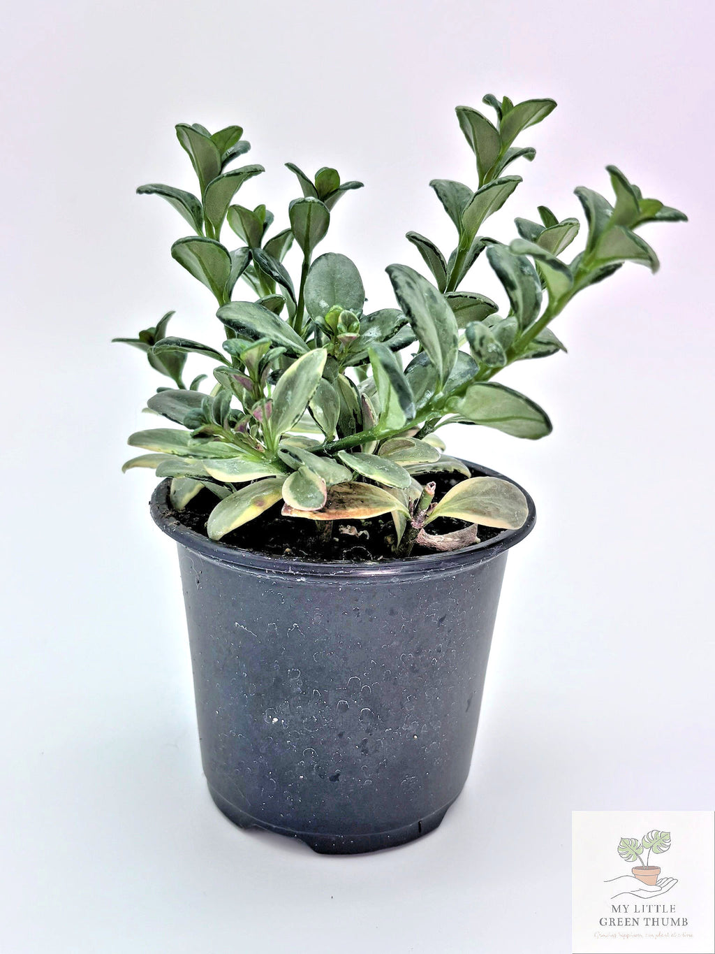 🌿 Goldfish Plant Collection  - Trailing Flowering Houseplant • Tropical Nematanthus