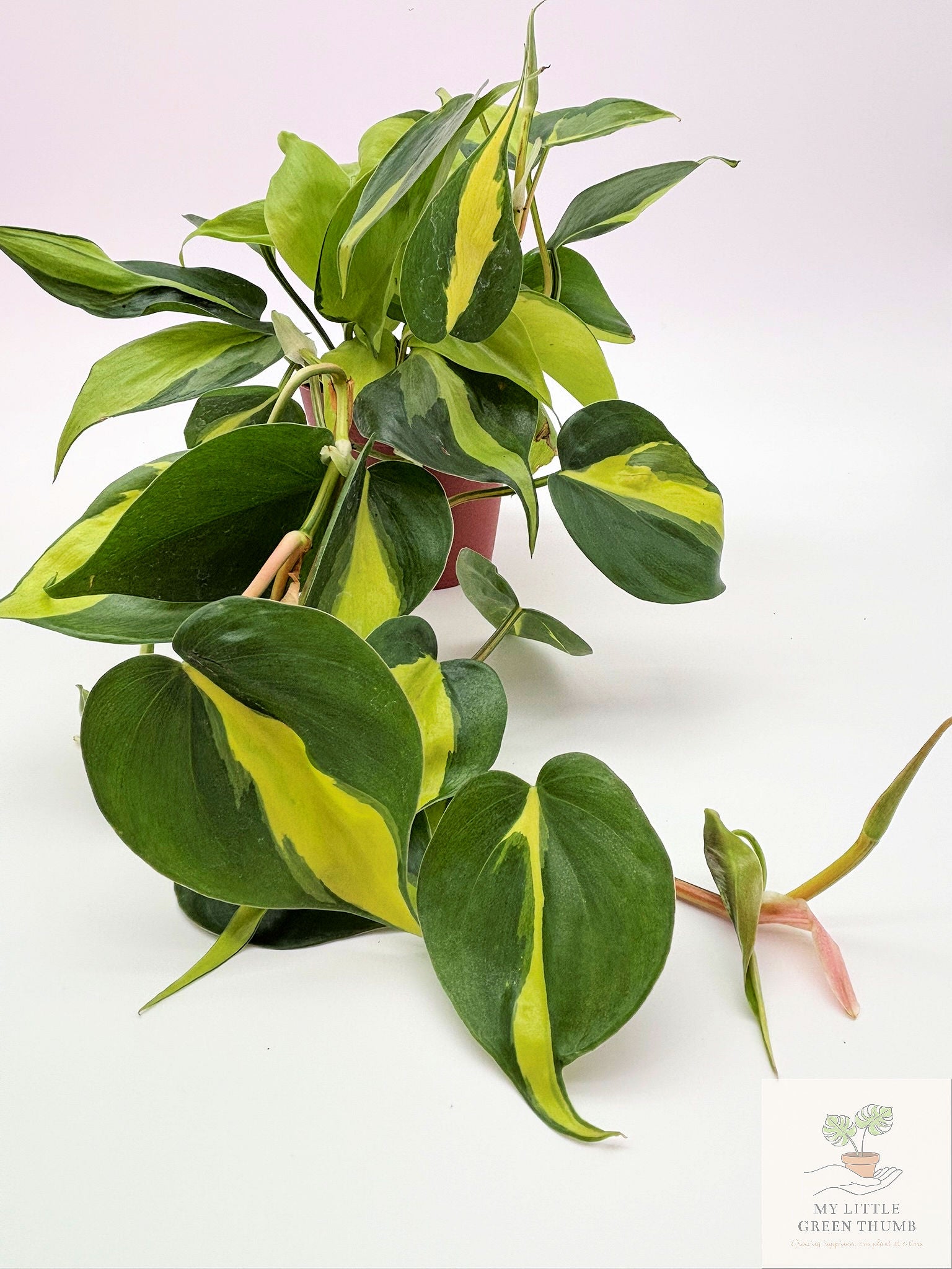 🌿 Philodendron Brasil - Trailing Heartleaf Philodendron • Easy-Care Houseplant