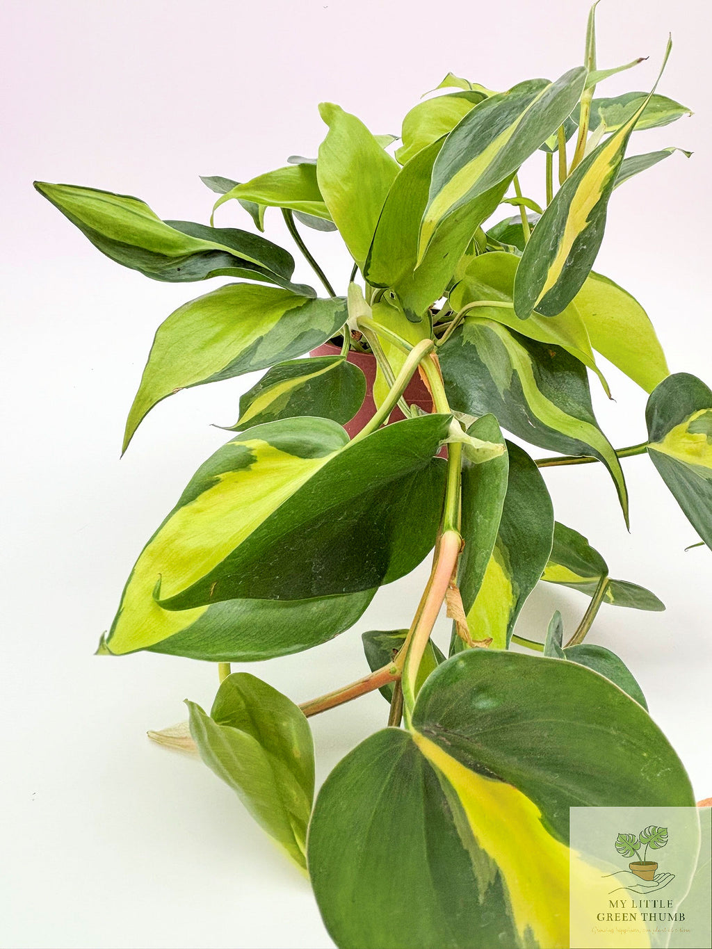 🌿 Philodendron Brasil - Trailing Heartleaf Philodendron • Easy-Care Houseplant